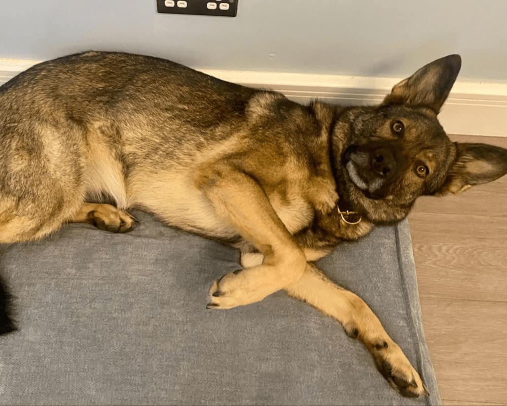 Retired police dog Billie having a snooze