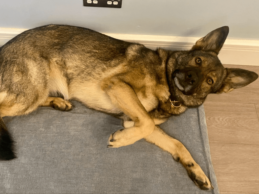 Retired police dog Billie having a snooze