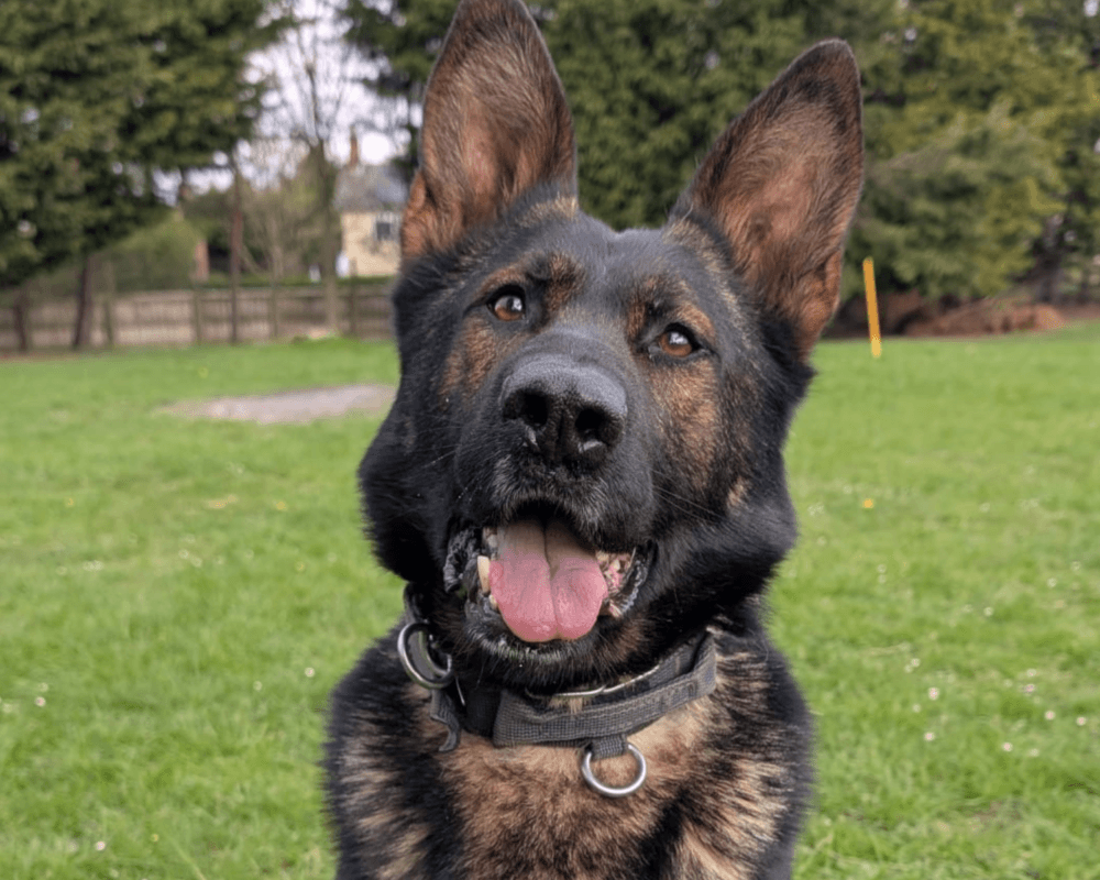 Retired police dog Miki looks at the camera
