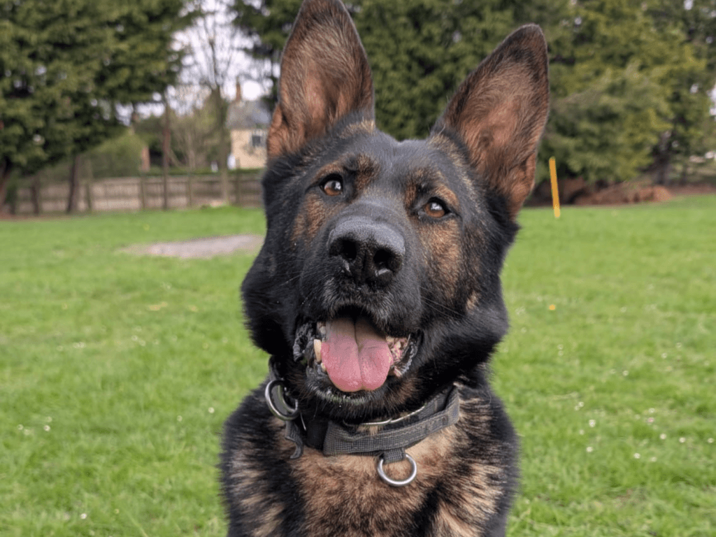 Retired police dog Miki looks at the camera