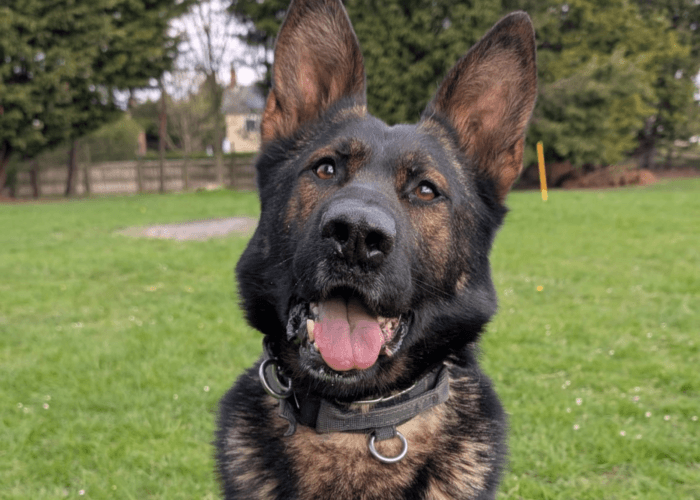 Retired police dog Miki looks at the camera