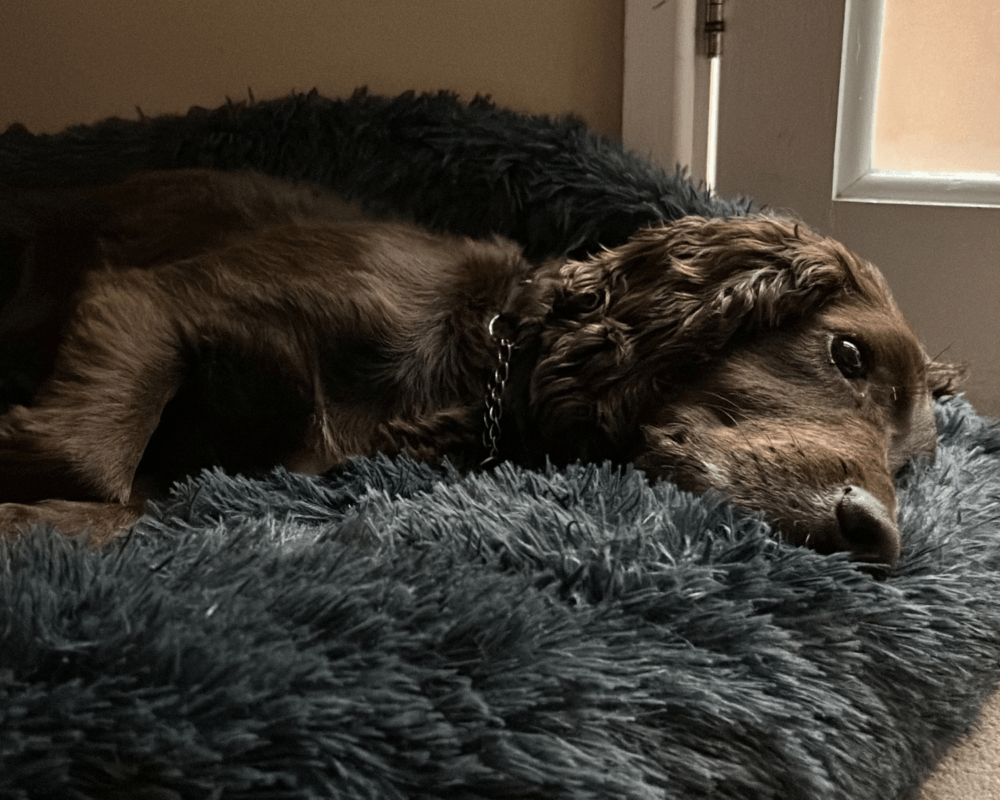 Retired police dog Chip taking a snooze in his bed