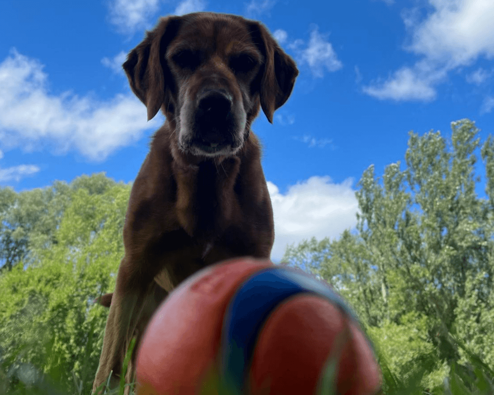 Retired police dog Tilly and her ball