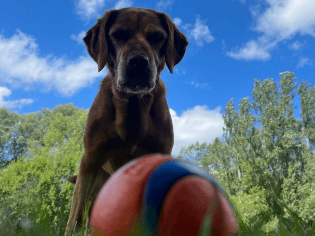 Retired police dog Tilly and her ball