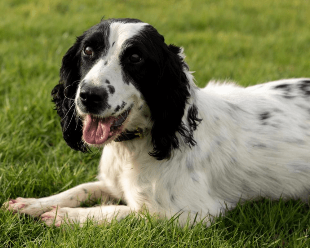 Retired police dog Izzy on a walk