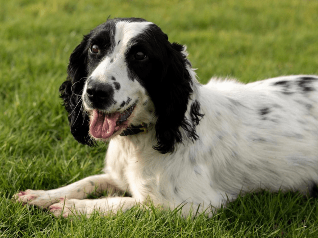 Retired police dog Izzy on a walk