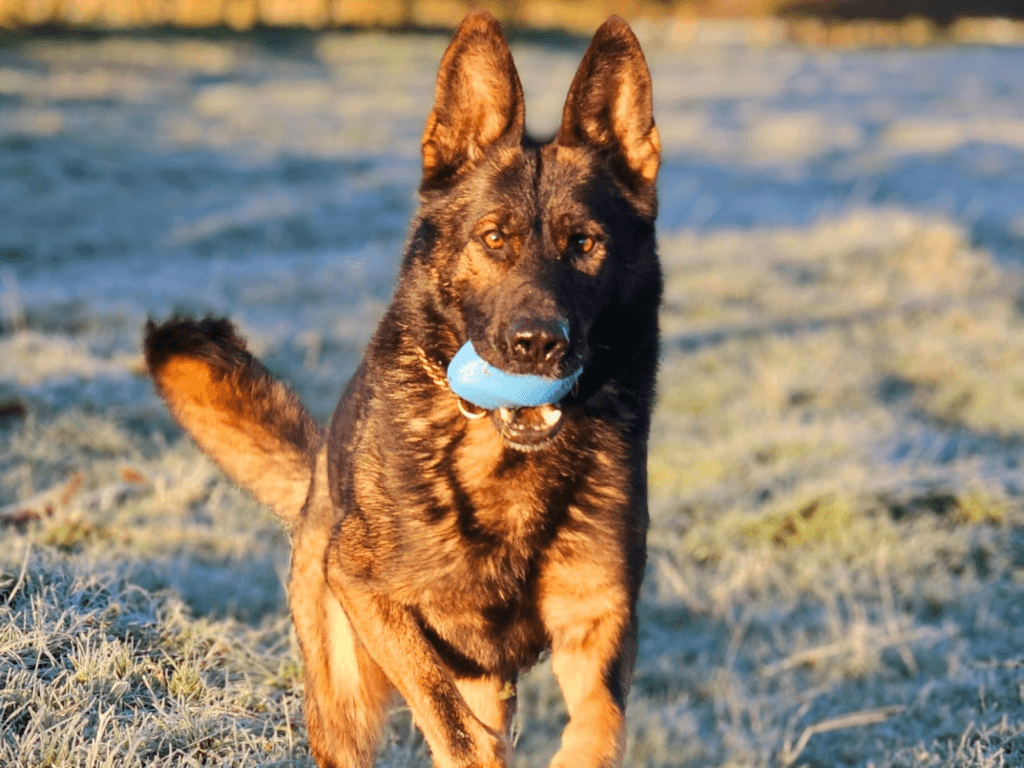 Retired police dog Miki runs towards the camera with his toy