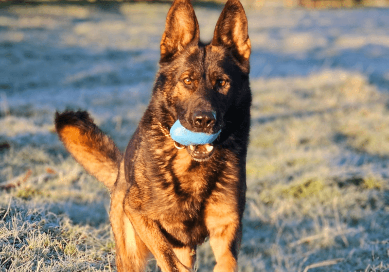 Fundraising appeal for dogs’ urgent surgery