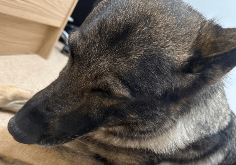 RPD falls ill after eating cannabis