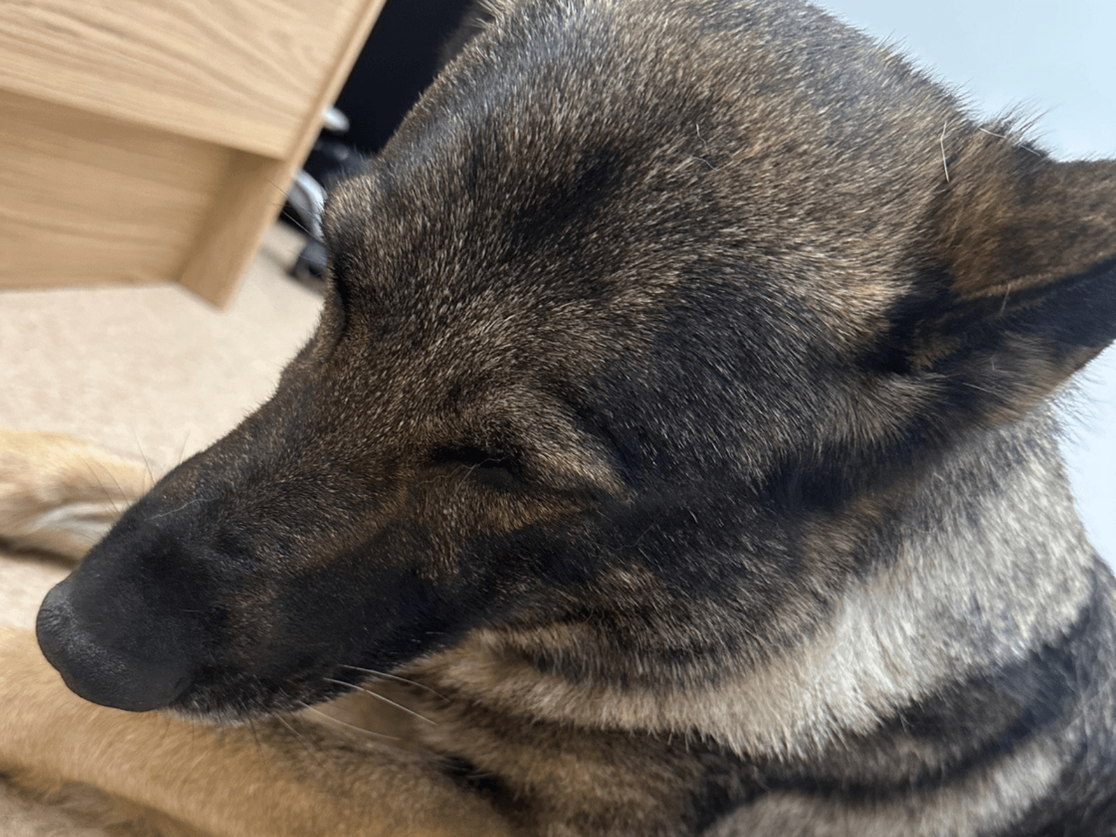 Retired police dog Heidie poorly at the vets