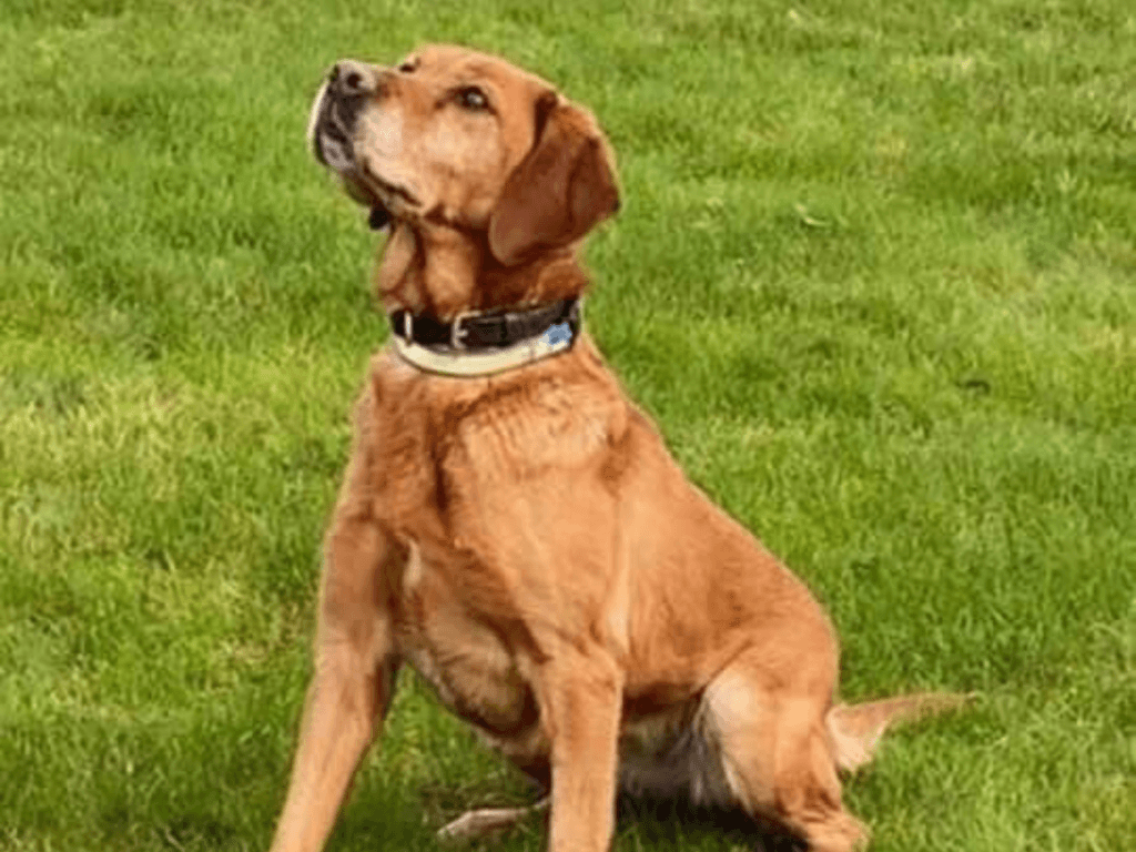 Retired police dog Tilly
