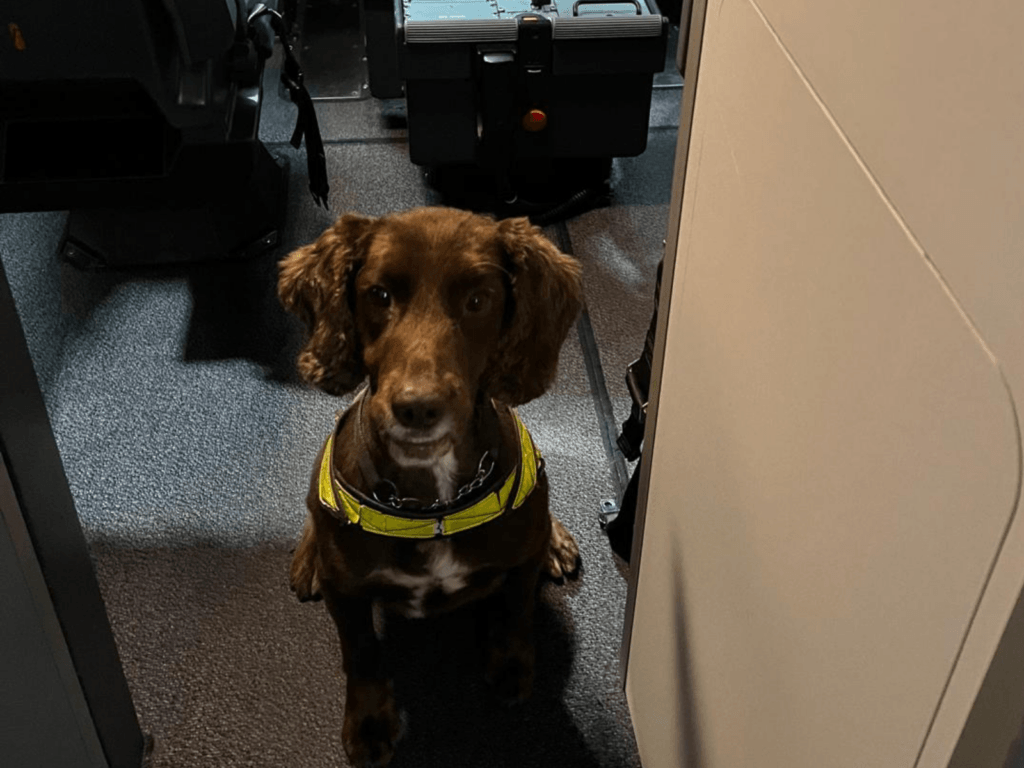 Police dog Chip working on a plane at Luton Airport