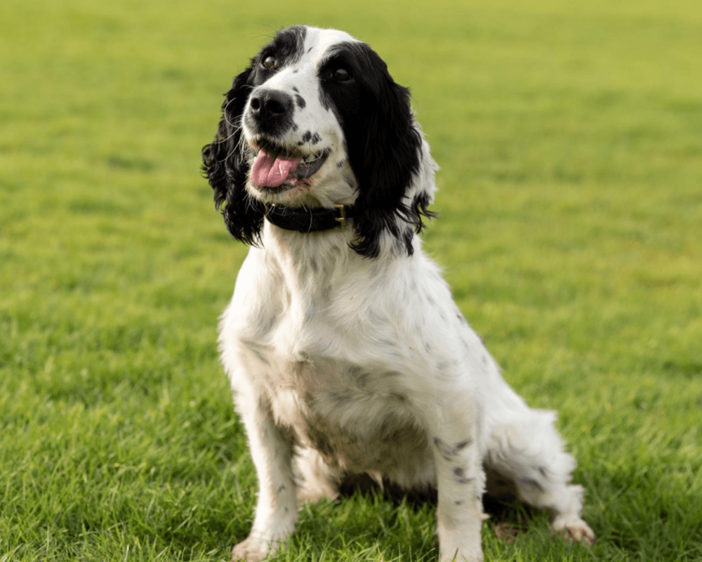 Retired police dog Izzy sits and poses for the camera