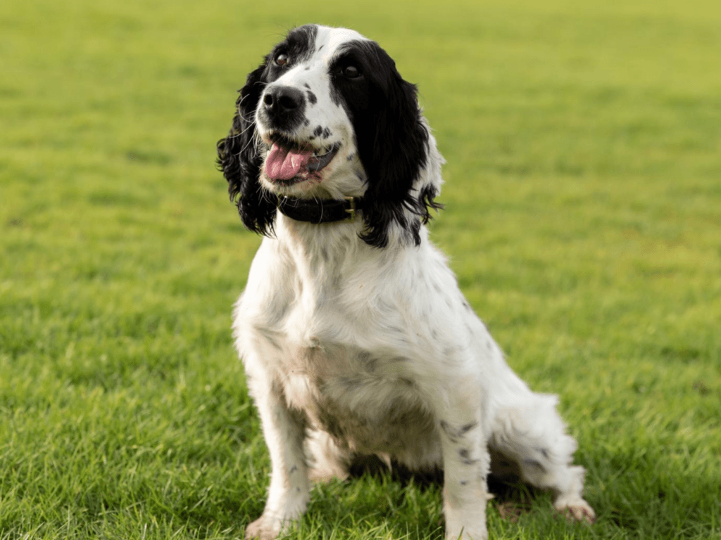 Retired police dog Izzy sits and poses for the camera