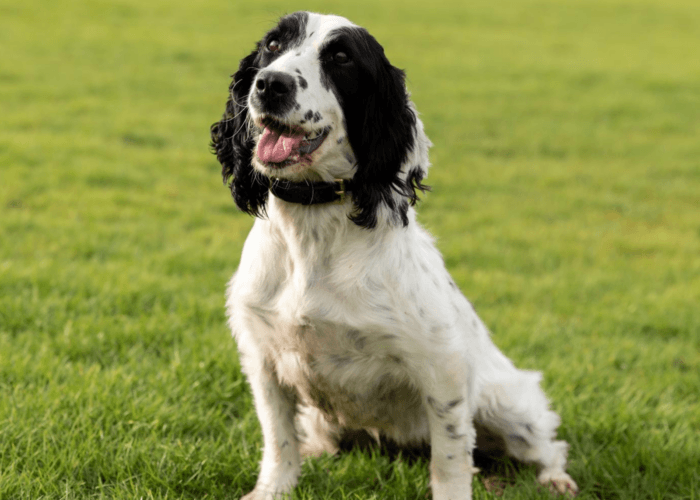 Retired police dog Izzy sits and poses for the camera