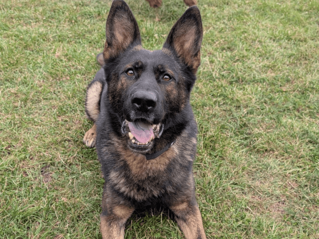 Retired police dog Miki