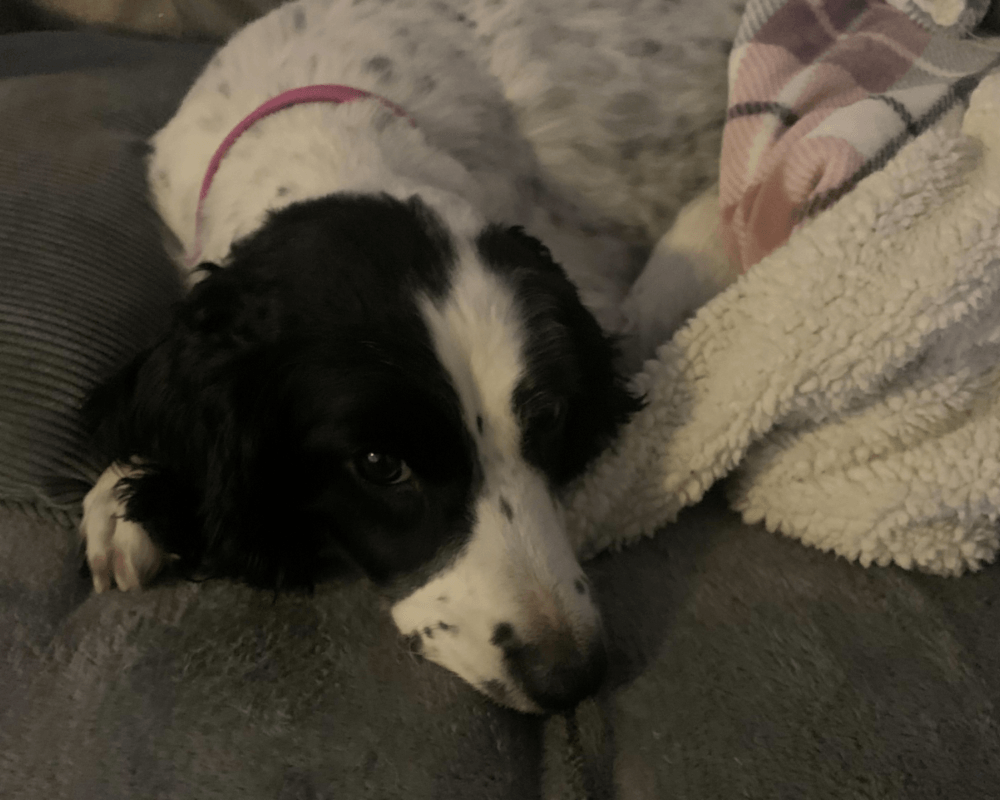 Retired police dog Izzy has a snooze on the sofa