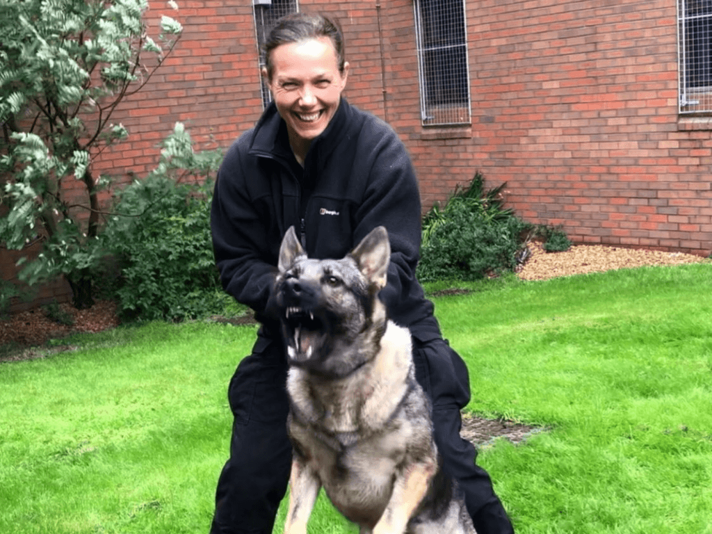Police dog Heidie barks at the camera with her handler, Jo