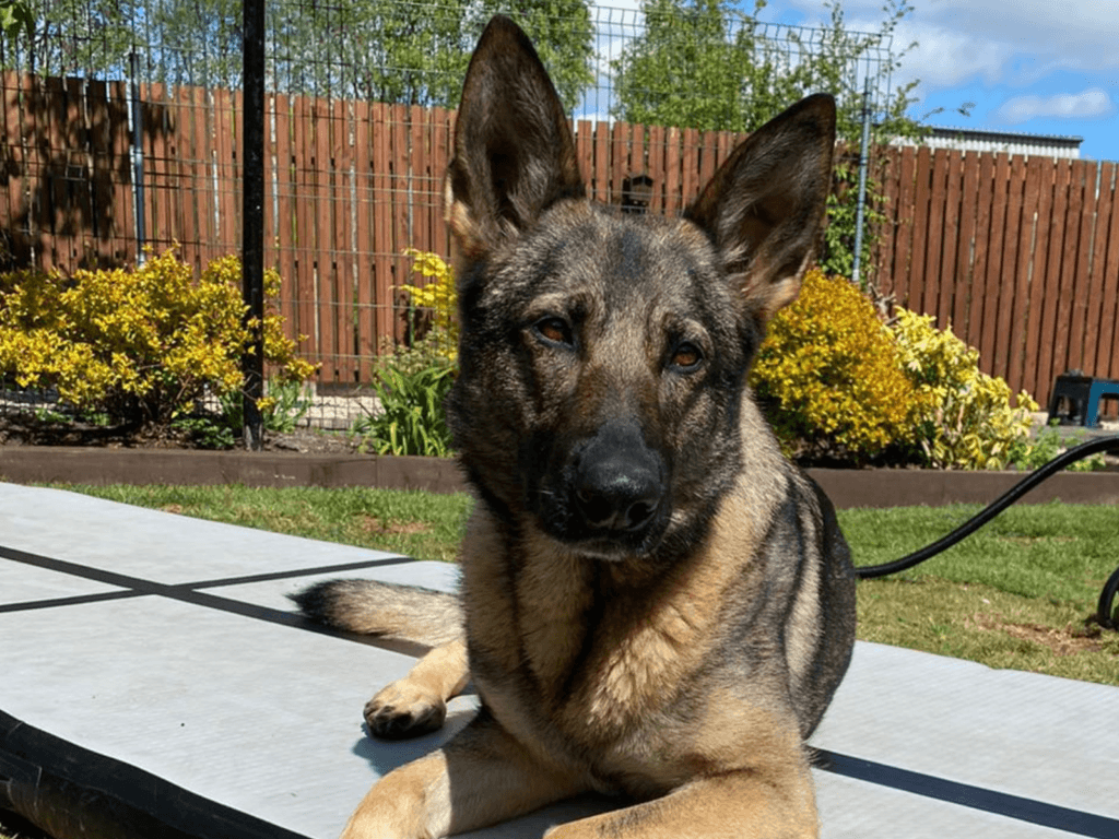 Retired police dog Heidie lays in the garden in the sun
