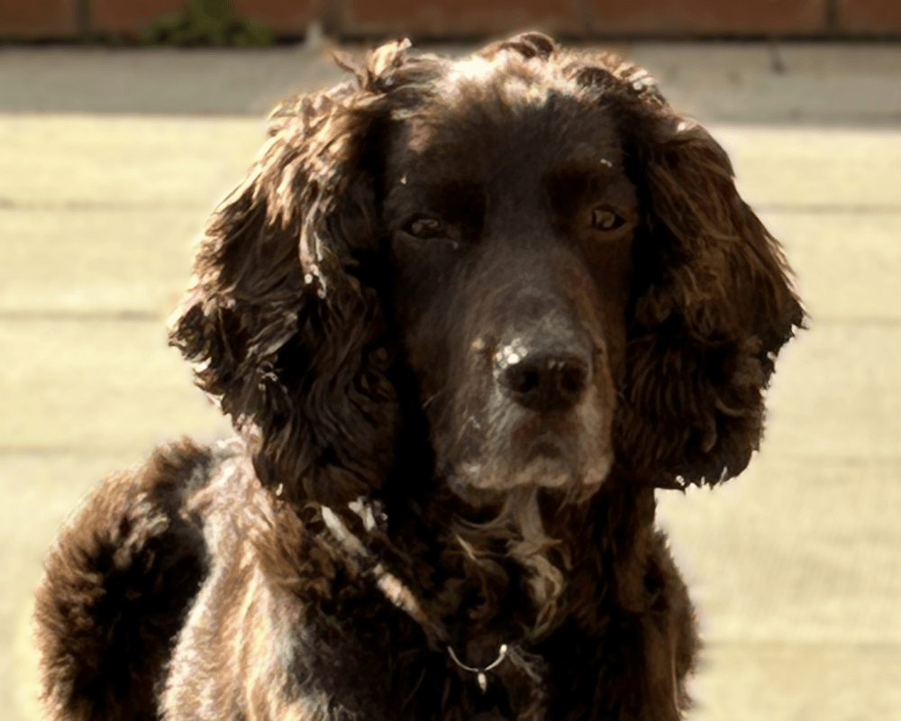 Retired police dog Chip