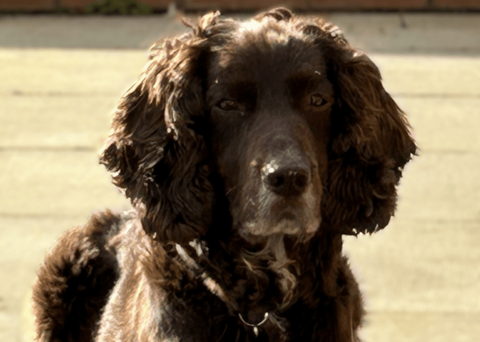Retired police dog Chip
