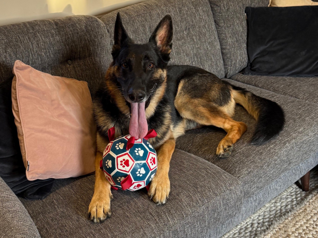 Retired police dog Phantom on the sofa with his football
