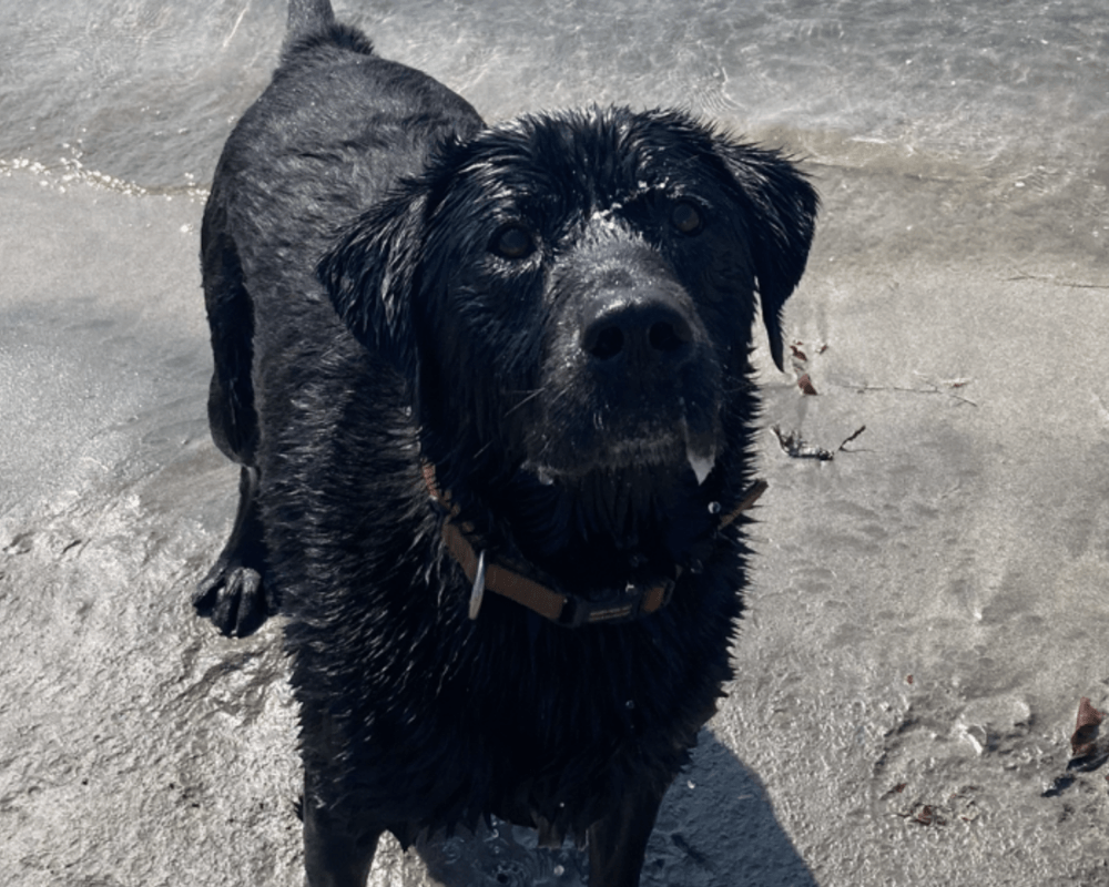 Retired police dog Zeus at the beach