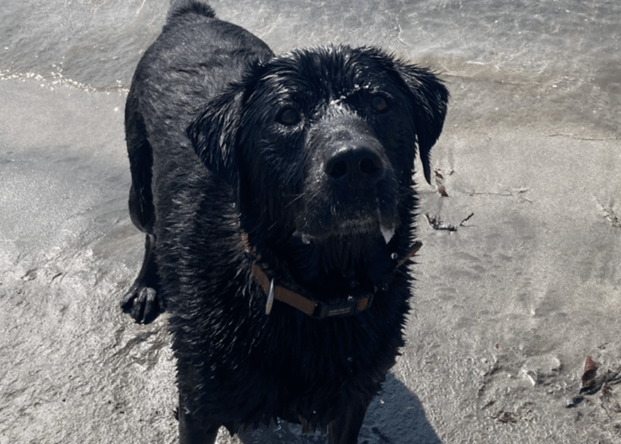 Retired police dog Zeus at the beach