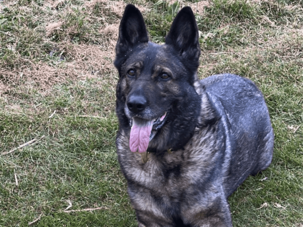 Retired police dog Skye with her tongue out