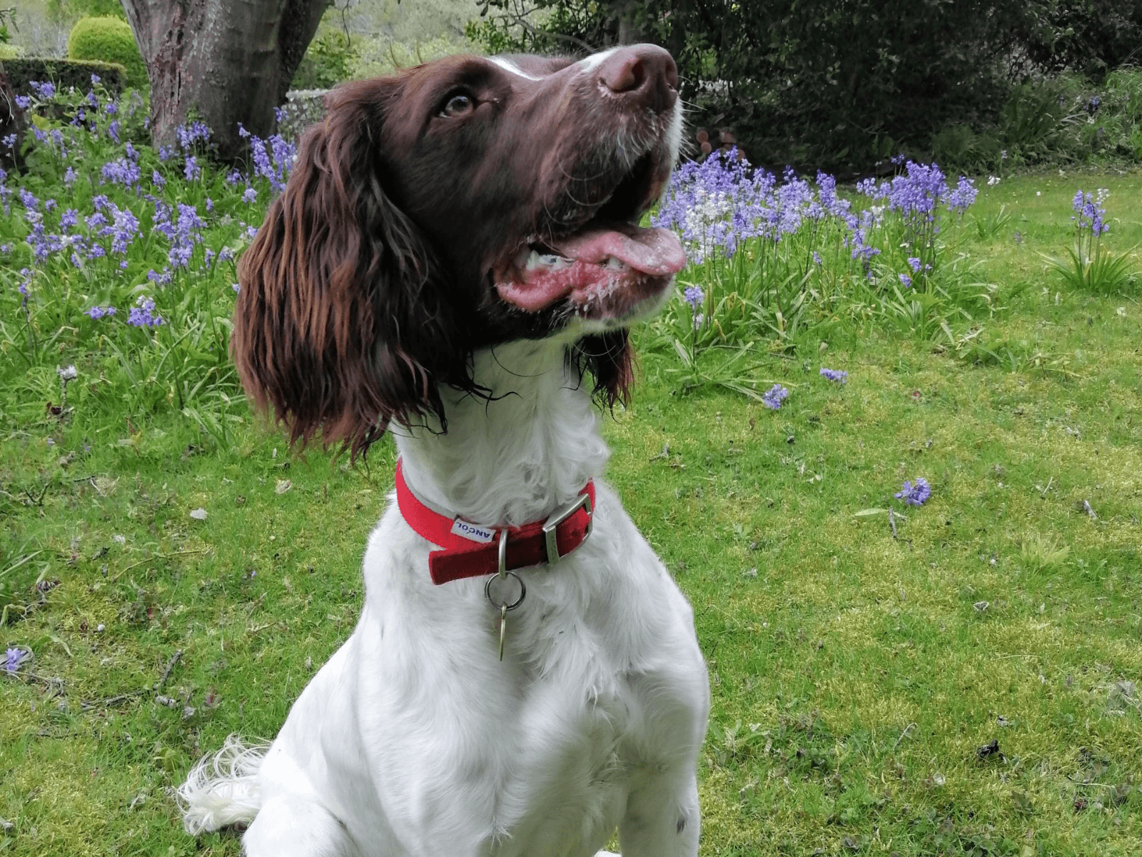 Retired police dog Red