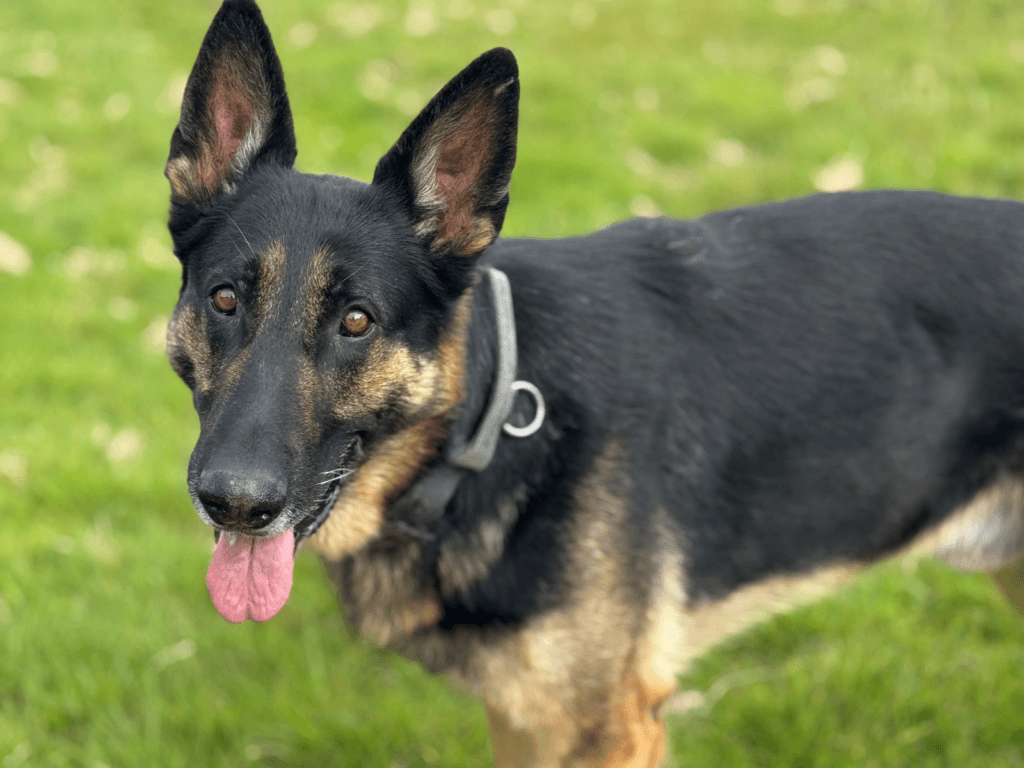 Retired police dog Phantom looks at the camera