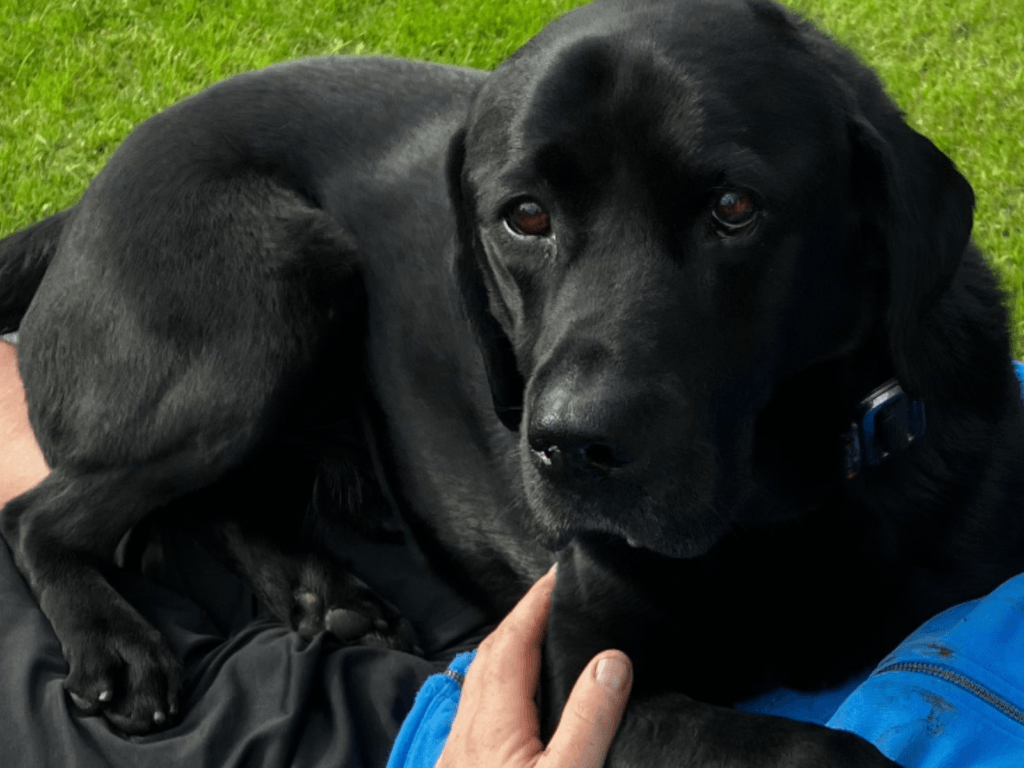 Retired police dog Zeus relaxes with his owner