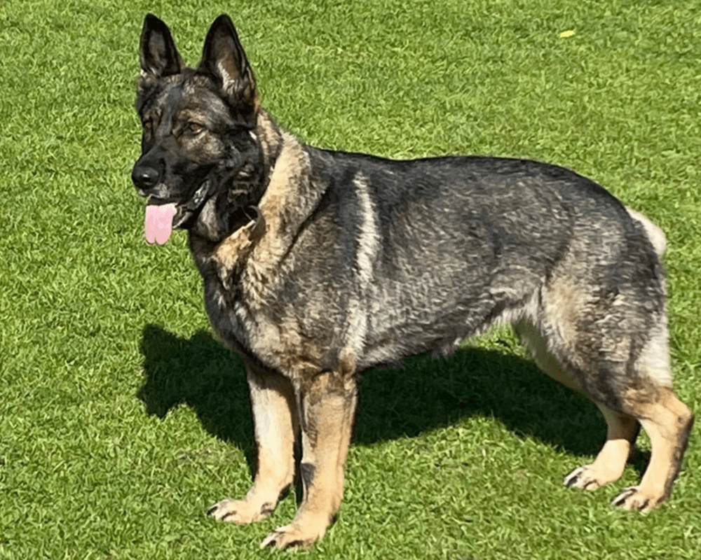 Retired police dog Skye