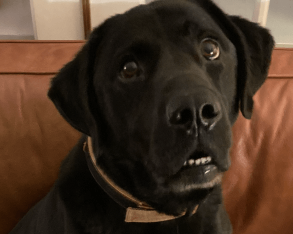 Retired police dog Zeus plays goofy at the camera