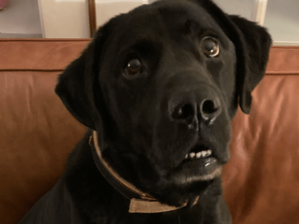 Retired police dog Zeus plays goofy at the camera