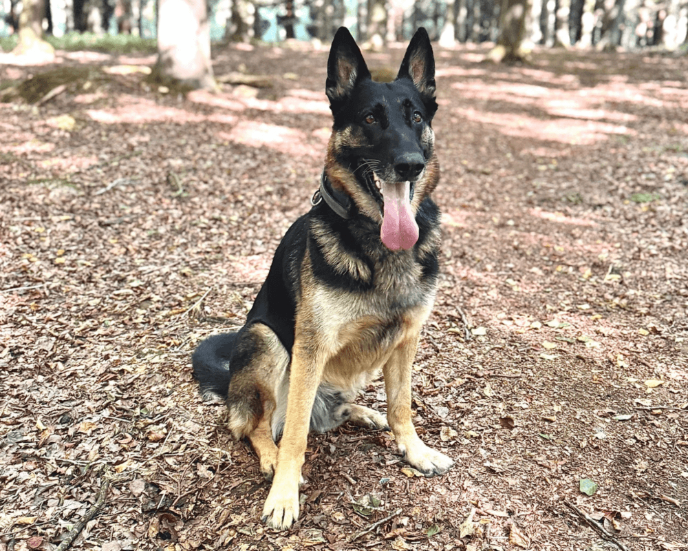 Retired police dog Phantom in the woods