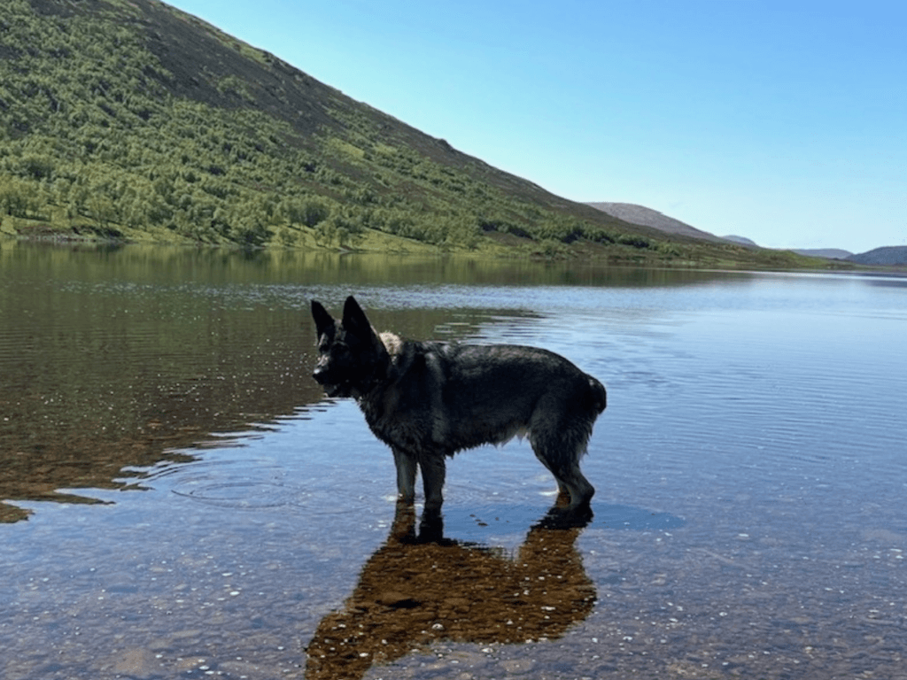 Retired police dog Skye paddles in a lake
