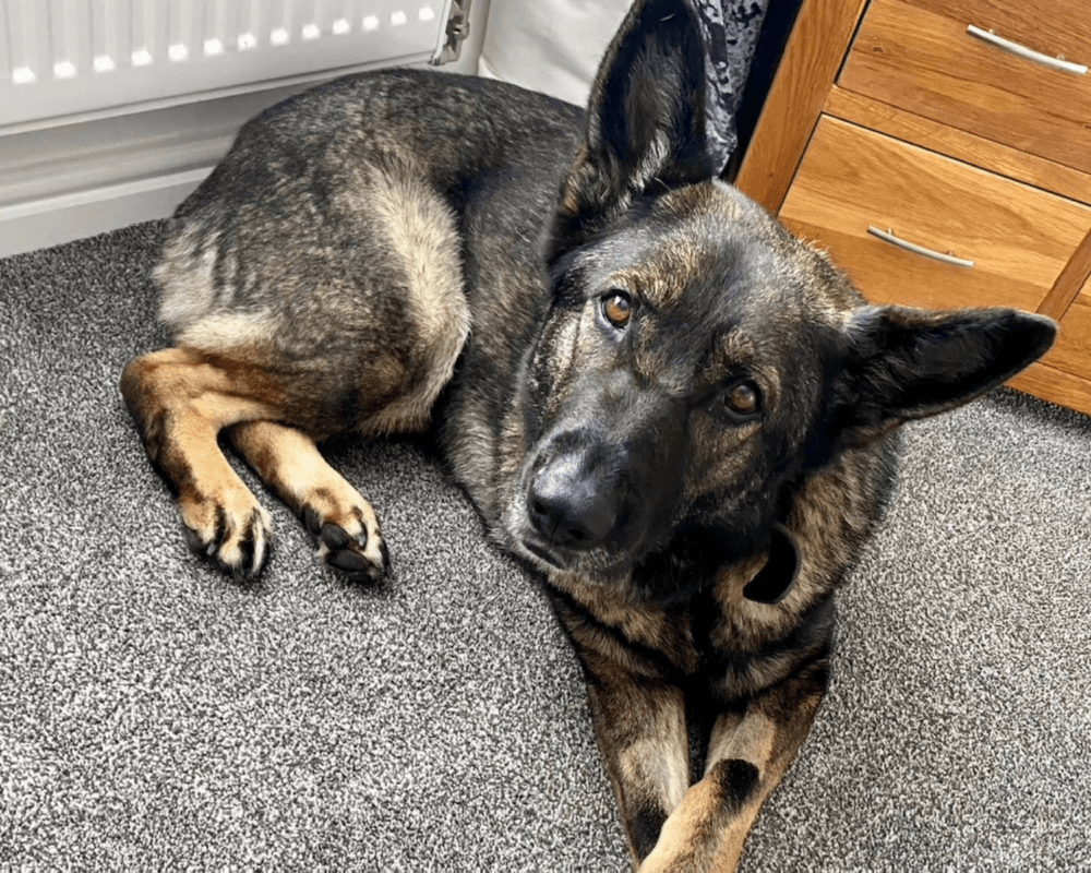 Retired police dog Skye relaxing at home