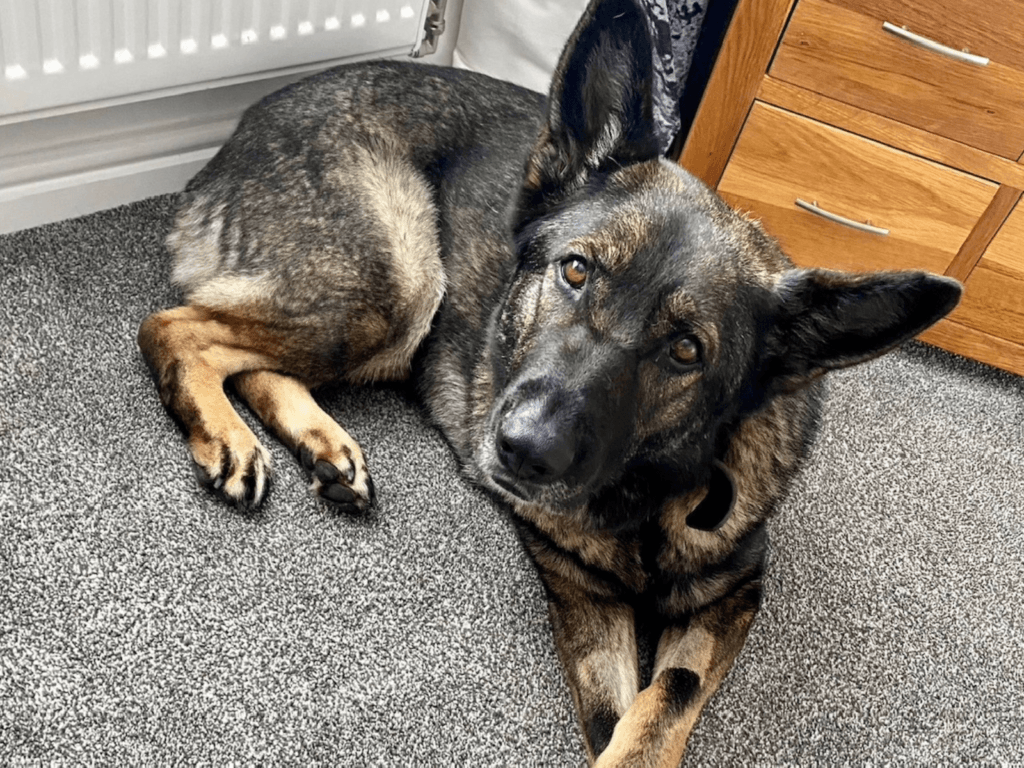 Retired police dog Skye relaxing at home