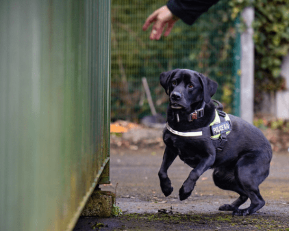 Police dog Zeus working