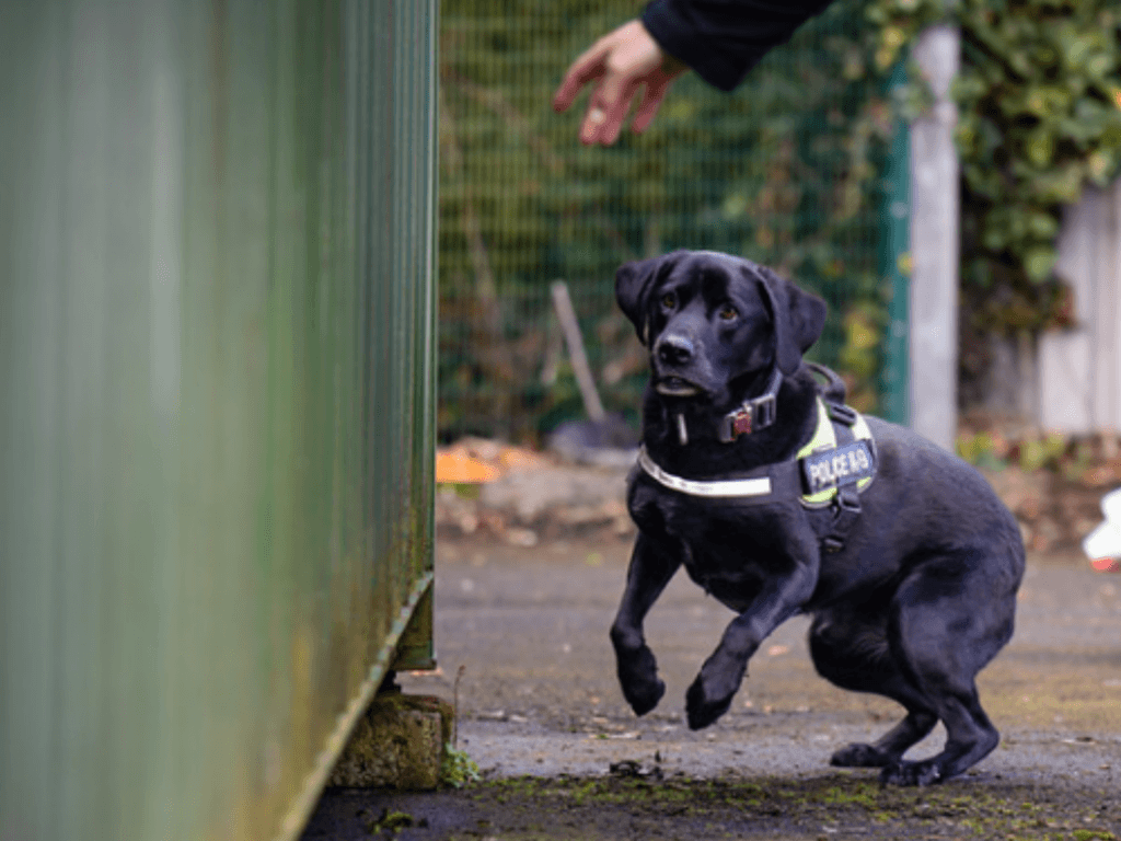 Police dog Zeus working