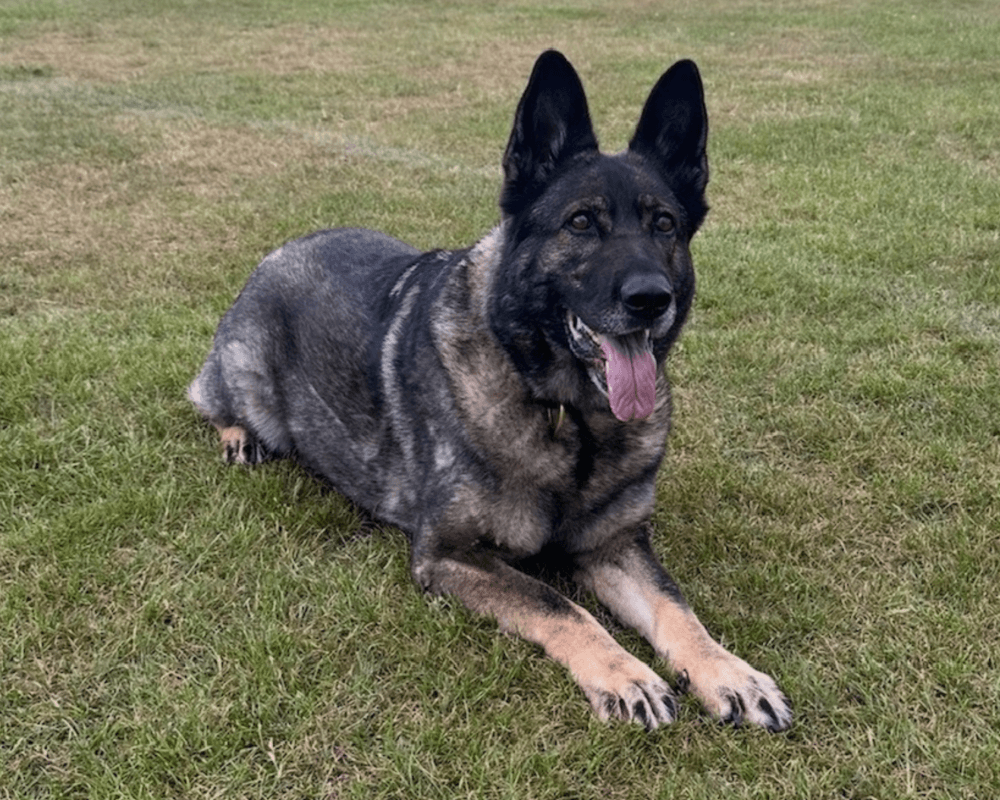 Retired police dog Skye lays on the grass