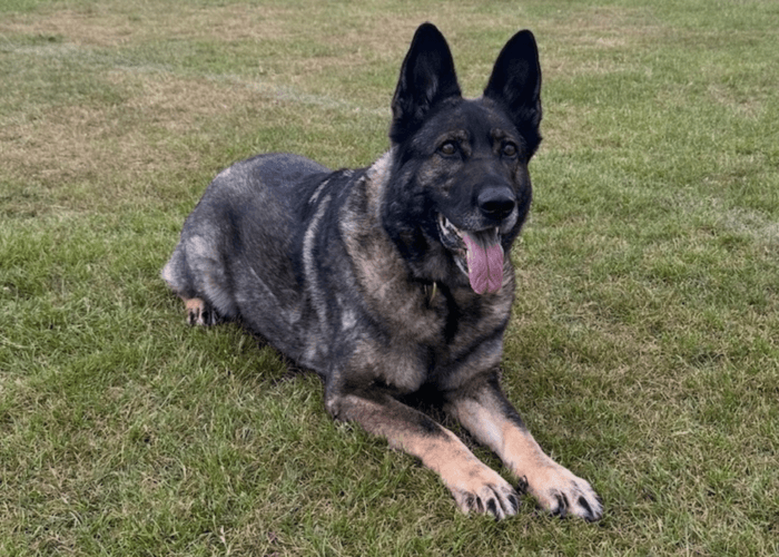 Retired police dog Skye lays on the grass