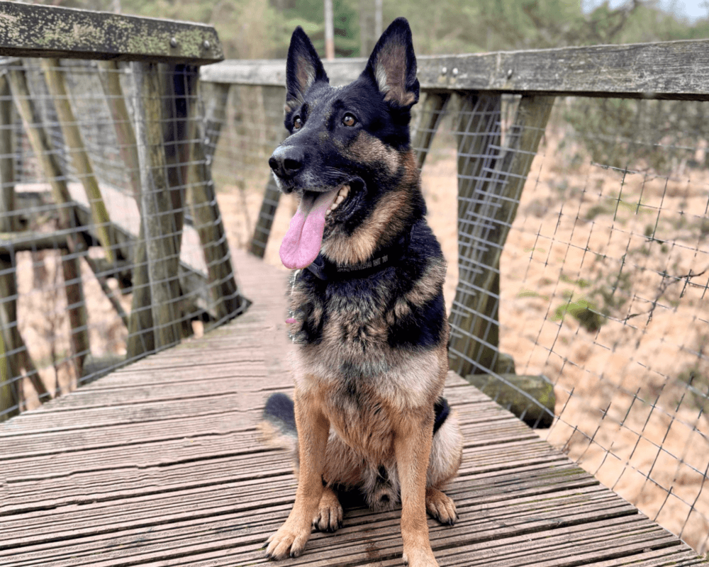 Retired police dog Phantom out on a walk