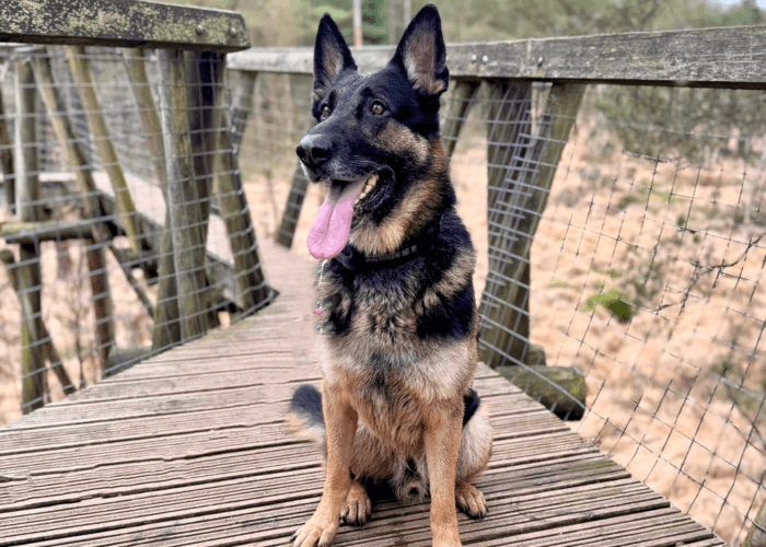 Retired police dog Phantom out on a walk