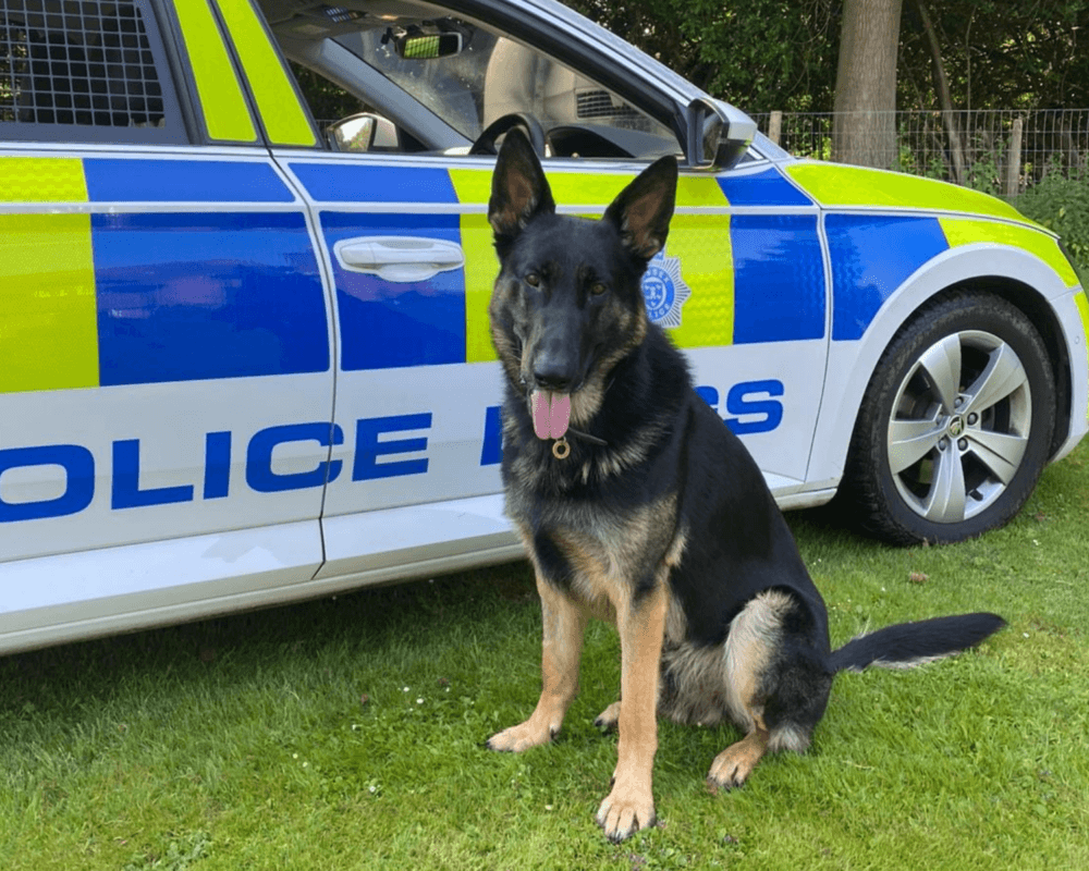 Police dog Phantom sits beside a police car