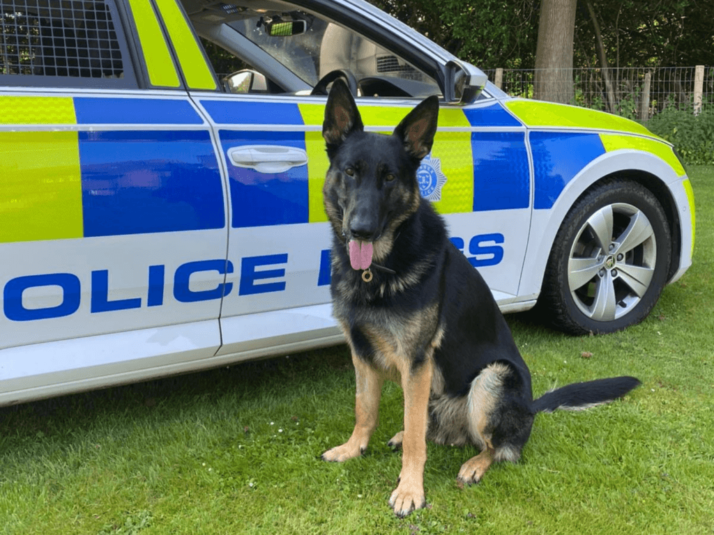 Police dog Phantom sits beside a police car