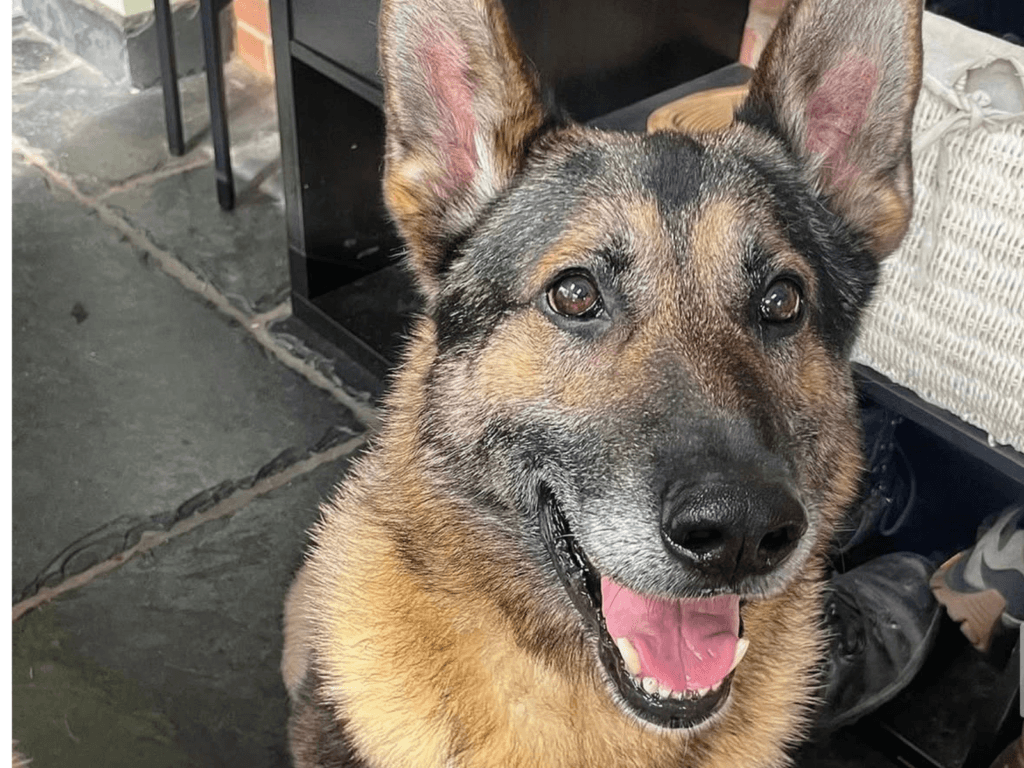 Retired police dog Arnold looks at the camera