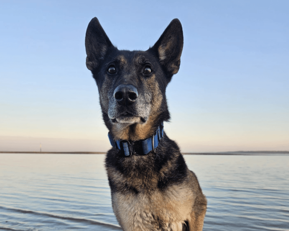 Retired police dog Tomi at the beach