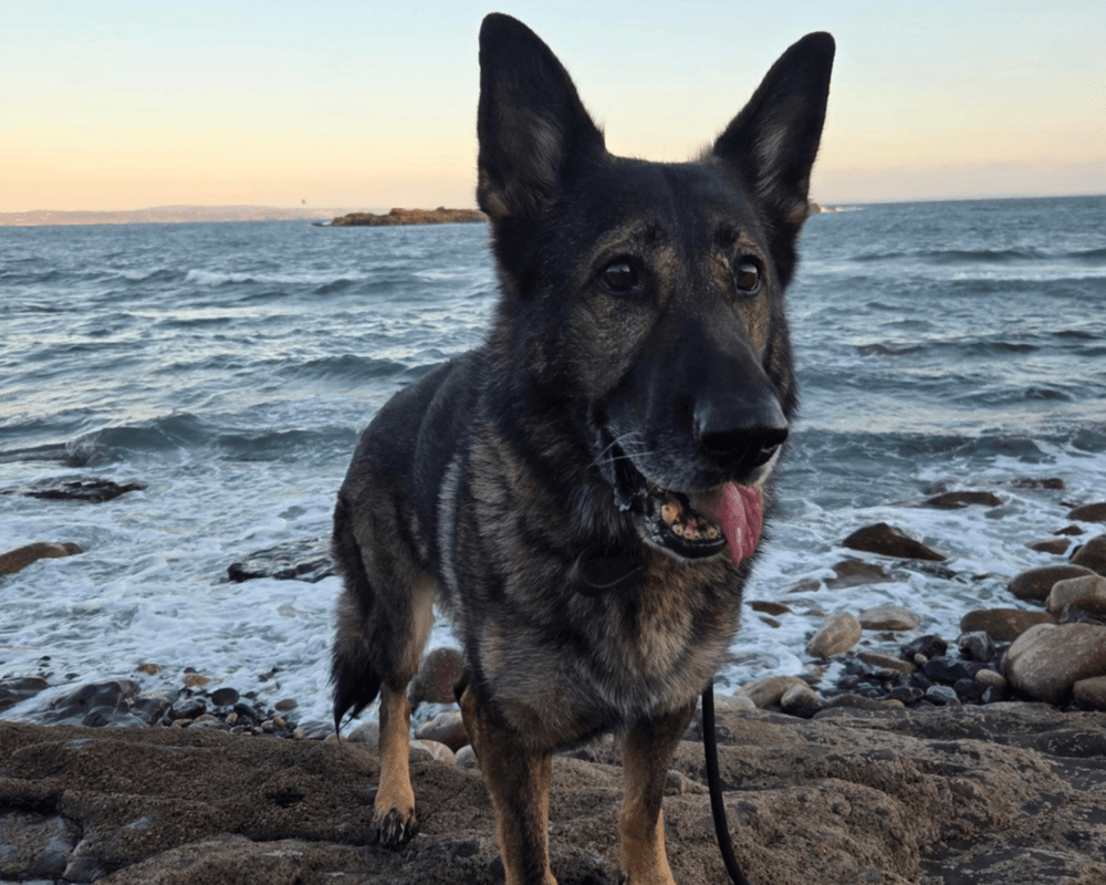 Retired police dog Kola at the beach